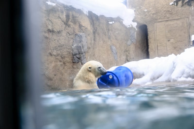 2020 到北海道千萬不要錯過!必訪!錯過會後悔的旭川動物園!!! - 第122張圖 IMG_7380-2