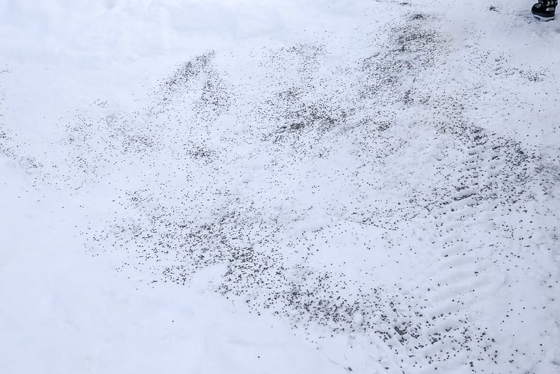 2020 到北海道千萬不要錯過!必訪!錯過會後悔的旭川動物園!!! - 第28張圖 IMG_6867-2