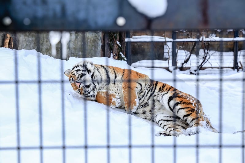 2020 到北海道千萬不要錯過!必訪!錯過會後悔的旭川動物園!!! - 第221張圖 IMG_7819-2