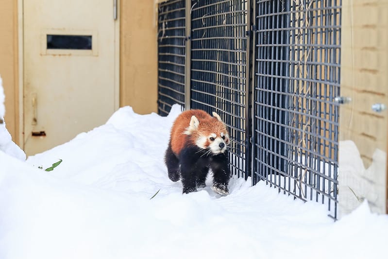 2020 到北海道千萬不要錯過!必訪!錯過會後悔的旭川動物園!!! - 第159張圖 IMG_7584-2