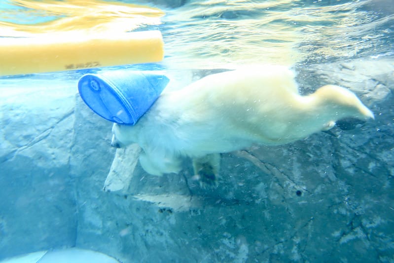 2020 到北海道千萬不要錯過!必訪!錯過會後悔的旭川動物園!!! - 第126張圖 IMG_7394-2