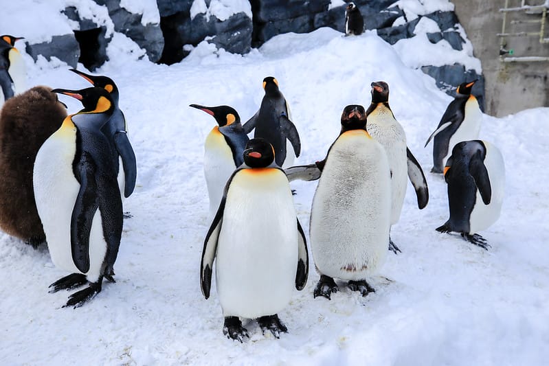 2020 到北海道千萬不要錯過!必訪!錯過會後悔的旭川動物園!!! - 第41張圖 IMG_6910-2