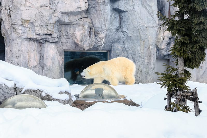 2020 到北海道千萬不要錯過!必訪!錯過會後悔的旭川動物園!!! - 第136張圖 IMG_7492-2