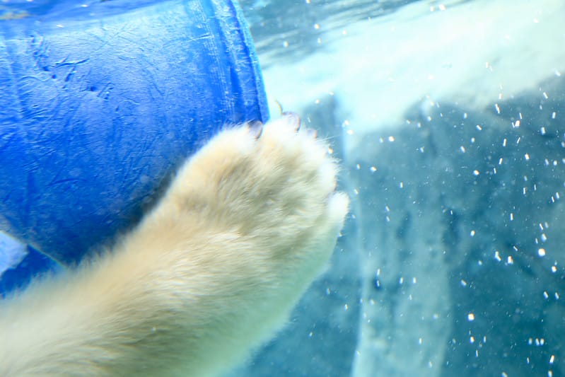 2020 到北海道千萬不要錯過!必訪!錯過會後悔的旭川動物園!!! - 第130張圖 IMG_7417-2