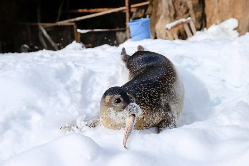 2020 到北海道千萬不要錯過!必訪!錯過會後悔的旭川動物園!!! - 第119張圖 IMG_7339-2