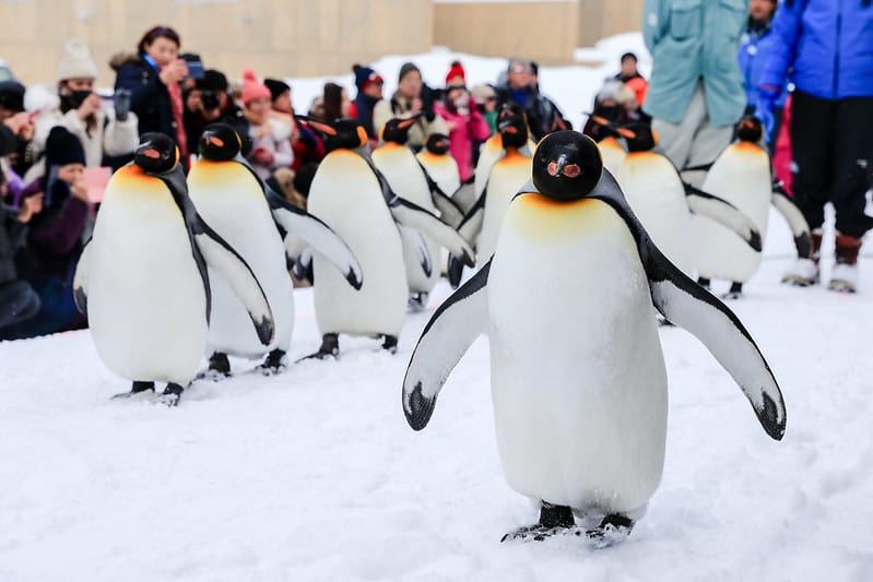2020 到北海道千萬不要錯過!必訪!錯過會後悔的旭川動物園!!! - 第81張圖 IMG_7165-2