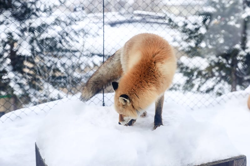 2020 到北海道千萬不要錯過!必訪!錯過會後悔的旭川動物園!!! - 第213張圖 IMG_7774-2