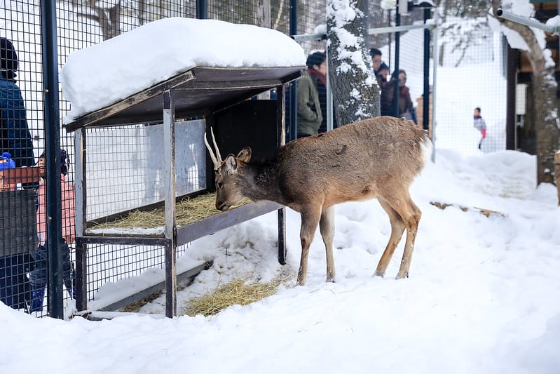 2020 到北海道千萬不要錯過!必訪!錯過會後悔的旭川動物園!!! - 第194張圖 IMG_7672-2