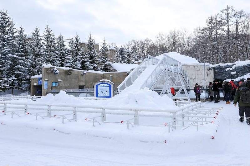 2020 到北海道千萬不要錯過!必訪!錯過會後悔的旭川動物園!!! - 第29張圖 IMG_6878-2
