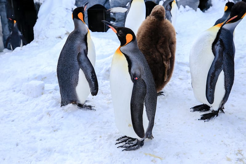 2020 到北海道千萬不要錯過!必訪!錯過會後悔的旭川動物園!!! - 第40張圖 IMG_6909-2