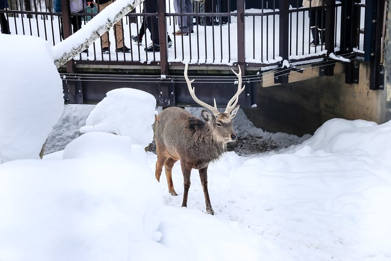 2020 到北海道千萬不要錯過!必訪!錯過會後悔的旭川動物園!!! - 第198張圖 IMG_7687-2