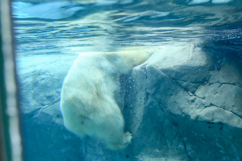 2020 到北海道千萬不要錯過!必訪!錯過會後悔的旭川動物園!!! - 第123張圖 IMG_7384-2