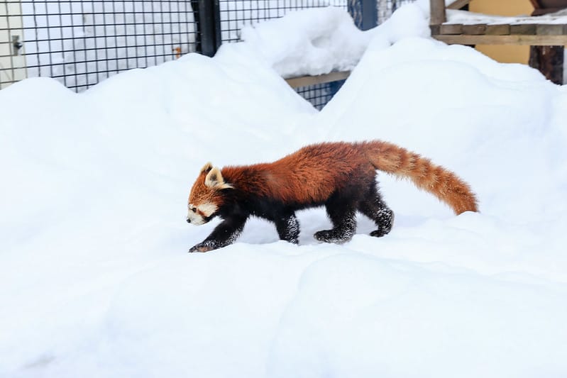 2020 到北海道千萬不要錯過!必訪!錯過會後悔的旭川動物園!!! - 第150張圖 IMG_7533-2