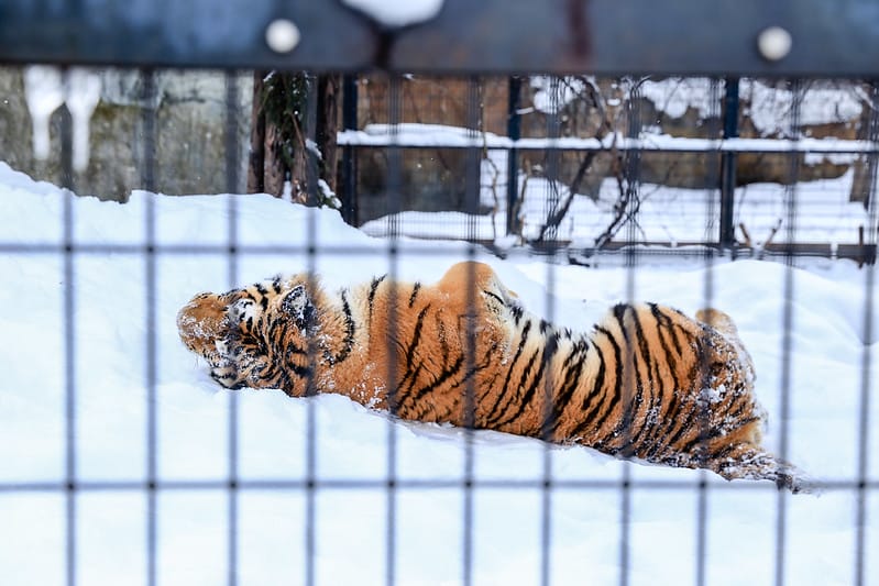 2020 到北海道千萬不要錯過!必訪!錯過會後悔的旭川動物園!!! - 第224張圖 IMG_7825-2