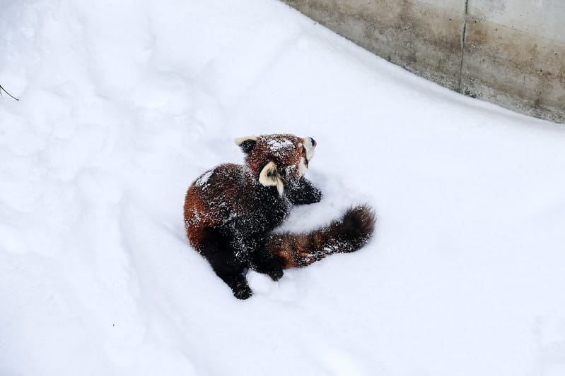 2020 到北海道千萬不要錯過!必訪!錯過會後悔的旭川動物園!!! - 第165張圖 IMG_7573-2