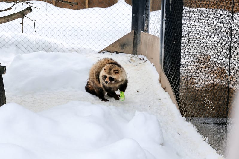 2020 到北海道千萬不要錯過!必訪!錯過會後悔的旭川動物園!!! - 第205張圖 IMG_7737-2