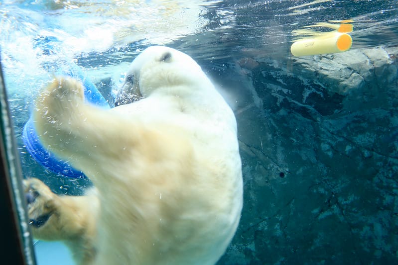 2020 到北海道千萬不要錯過!必訪!錯過會後悔的旭川動物園!!! - 第127張圖 IMG_7401-2