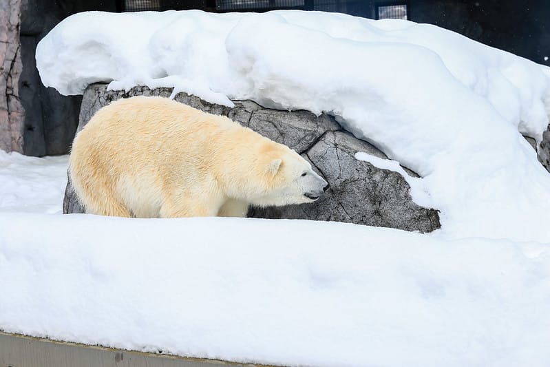 2020 到北海道千萬不要錯過!必訪!錯過會後悔的旭川動物園!!! - 第145張圖 IMG_7506-2