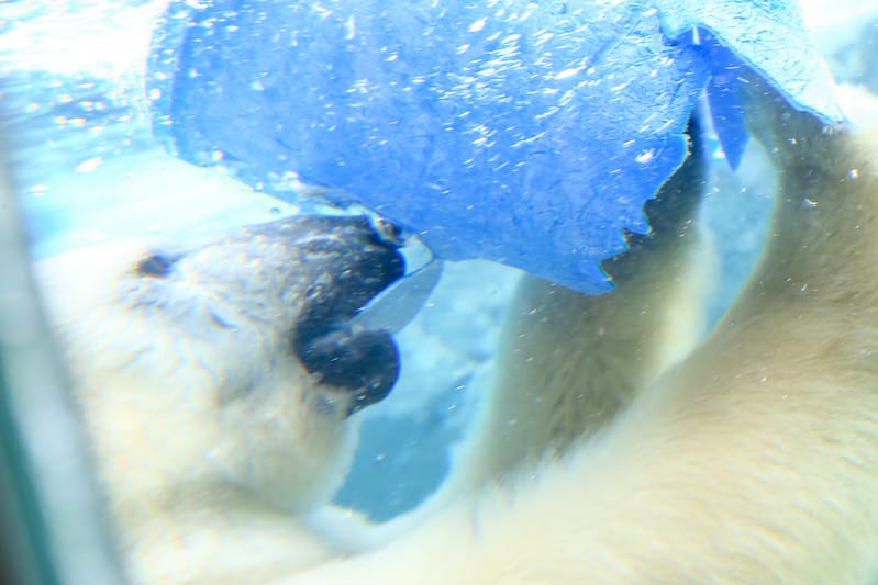 2020 到北海道千萬不要錯過!必訪!錯過會後悔的旭川動物園!!! - 第131張圖 IMG_7418-2