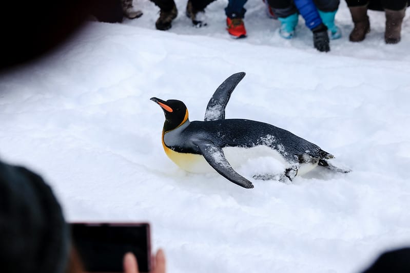 2020 到北海道千萬不要錯過!必訪!錯過會後悔的旭川動物園!!! - 第68張圖 IMG_7057-2