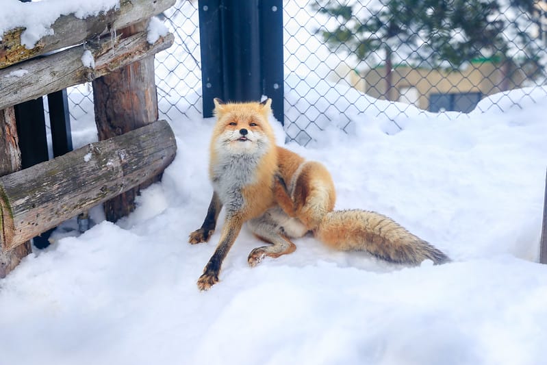 2020 到北海道千萬不要錯過!必訪!錯過會後悔的旭川動物園!!! - 第211張圖 IMG_7767-2