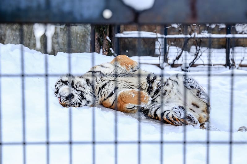 2020 到北海道千萬不要錯過!必訪!錯過會後悔的旭川動物園!!! - 第222張圖 IMG_7820-2