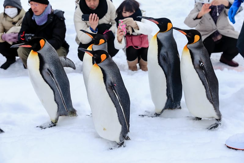 2020 到北海道千萬不要錯過!必訪!錯過會後悔的旭川動物園!!! - 第71張圖 IMG_7077-2