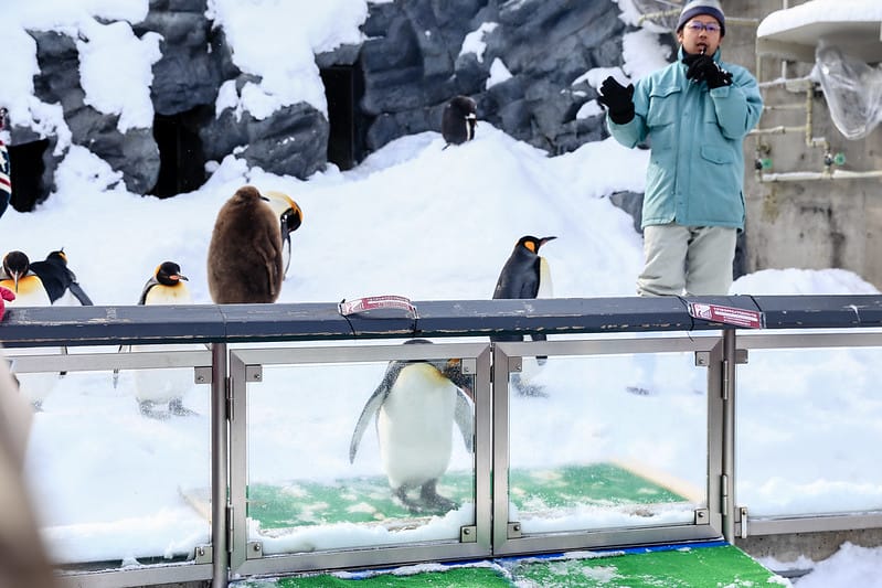 2020 到北海道千萬不要錯過!必訪!錯過會後悔的旭川動物園!!! - 第54張圖 IMG_6981-2