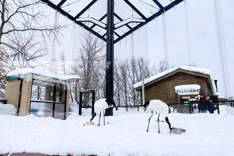 2020 到北海道千萬不要錯過!必訪!錯過會後悔的旭川動物園!!! - 第180張圖 IMG_7718-2
