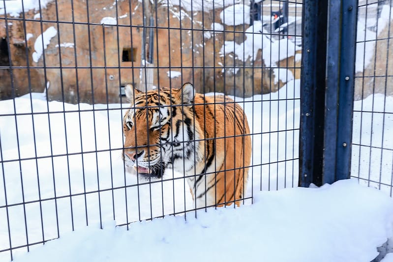 2020 到北海道千萬不要錯過!必訪!錯過會後悔的旭川動物園!!! - 第229張圖 IMG_7841-2