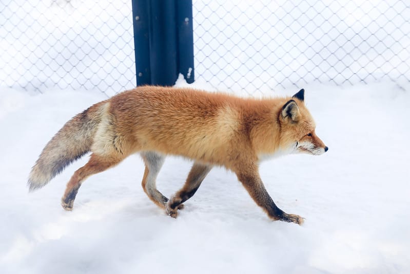 2020 到北海道千萬不要錯過!必訪!錯過會後悔的旭川動物園!!! - 第209張圖 IMG_7754-2