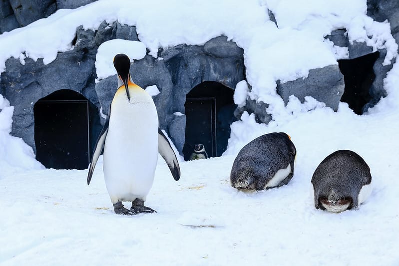 2020 到北海道千萬不要錯過!必訪!錯過會後悔的旭川動物園!!! - 第43張圖 IMG_6949-2