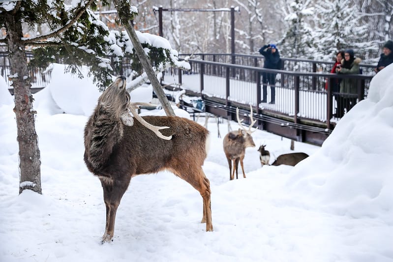 2020 到北海道千萬不要錯過!必訪!錯過會後悔的旭川動物園!!! - 第195張圖 IMG_7676-2