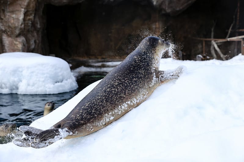 2020 到北海道千萬不要錯過!必訪!錯過會後悔的旭川動物園!!! - 第112張圖 IMG_7274-2
