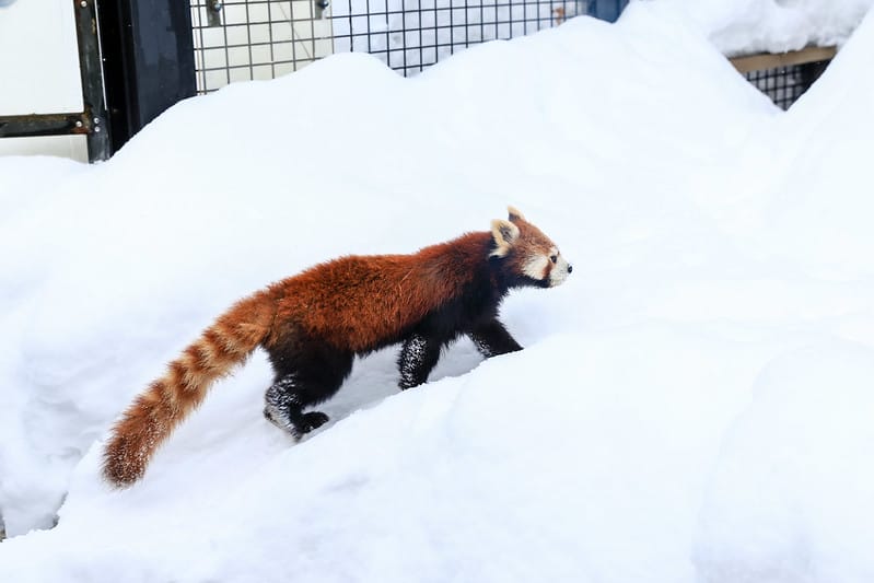 2020 到北海道千萬不要錯過!必訪!錯過會後悔的旭川動物園!!! - 第154張圖 IMG_7538-2