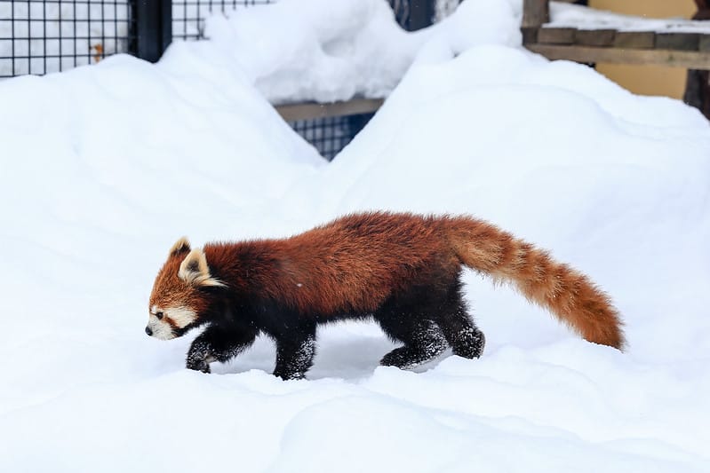 2020 到北海道千萬不要錯過!必訪!錯過會後悔的旭川動物園!!! - 第158張圖 IMG_7601-2