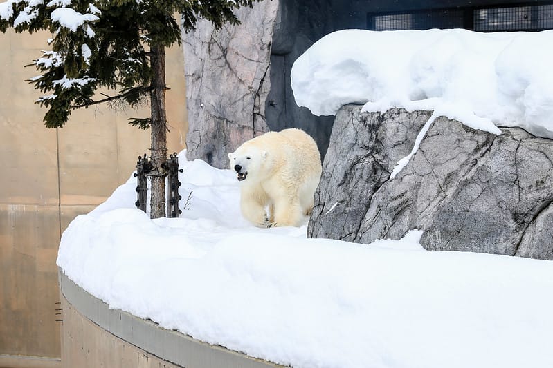 2020 到北海道千萬不要錯過!必訪!錯過會後悔的旭川動物園!!! - 第138張圖 IMG_7482-2