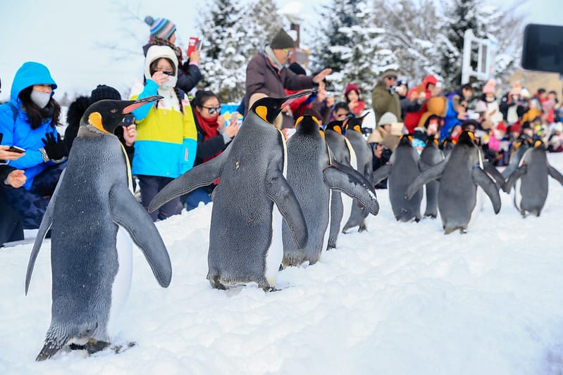 2020 到北海道千萬不要錯過!必訪!錯過會後悔的旭川動物園!!! - 第61張圖 IMG_7024-2