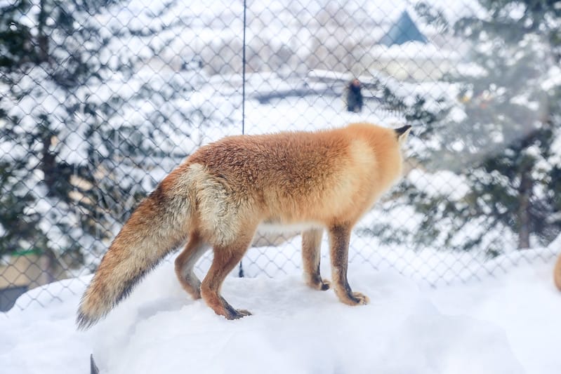 2020 到北海道千萬不要錯過!必訪!錯過會後悔的旭川動物園!!! - 第212張圖 IMG_7772-2