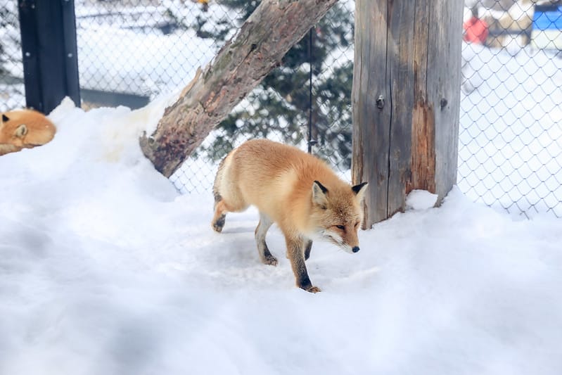 2020 到北海道千萬不要錯過!必訪!錯過會後悔的旭川動物園!!! - 第208張圖 IMG_7753-2