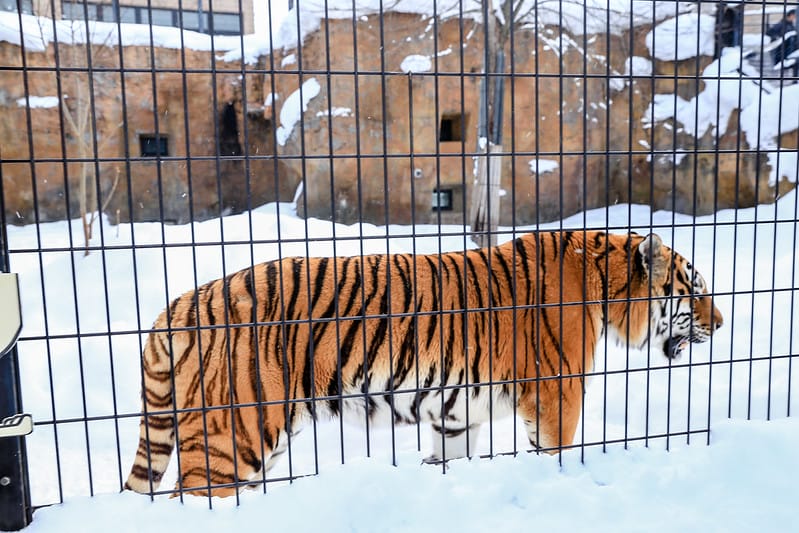 2020 到北海道千萬不要錯過!必訪!錯過會後悔的旭川動物園!!! - 第228張圖 IMG_7839-2
