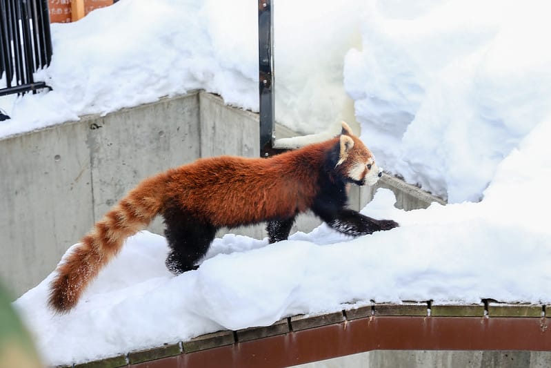 2020 到北海道千萬不要錯過!必訪!錯過會後悔的旭川動物園!!! - 第152張圖 IMG_7524-2