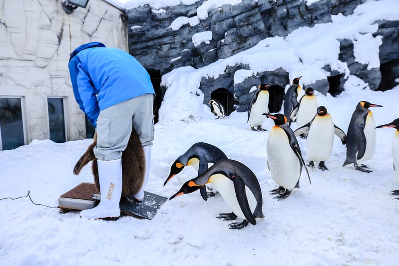 2020 到北海道千萬不要錯過!必訪!錯過會後悔的旭川動物園!!! - 第45張圖 IMG_6898-2