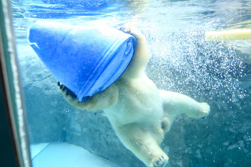 2020 到北海道千萬不要錯過!必訪!錯過會後悔的旭川動物園!!! - 第129張圖 IMG_7409-2