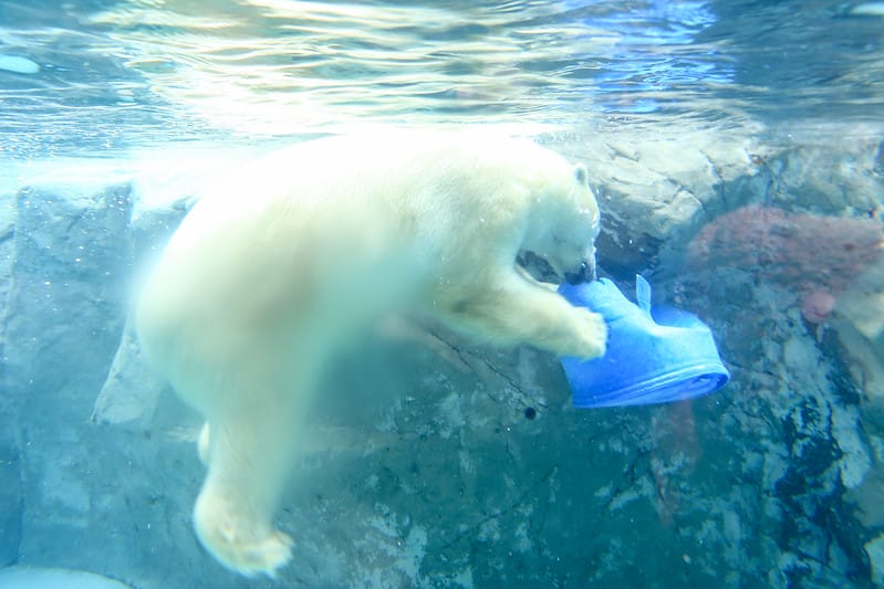 2020 到北海道千萬不要錯過!必訪!錯過會後悔的旭川動物園!!! - 第134張圖 IMG_7456-2