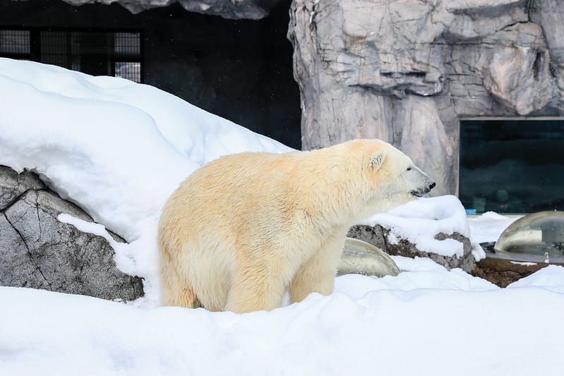 2020 到北海道千萬不要錯過!必訪!錯過會後悔的旭川動物園!!! - 第146張圖 IMG_7510-2