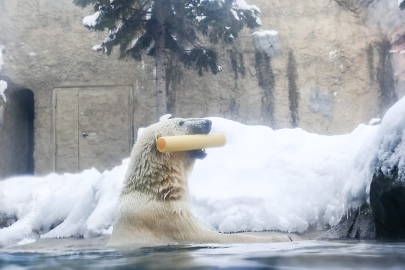2020 到北海道千萬不要錯過!必訪!錯過會後悔的旭川動物園!!! - 第124張圖 IMG_7385-2