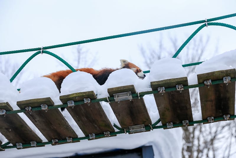 2020 到北海道千萬不要錯過!必訪!錯過會後悔的旭川動物園!!! - 第162張圖 IMG_7590-2