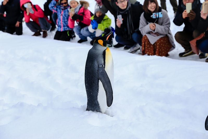 2020 到北海道千萬不要錯過!必訪!錯過會後悔的旭川動物園!!! - 第70張圖 IMG_7076-2