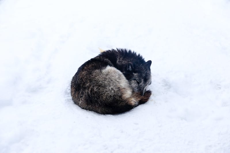2020 到北海道千萬不要錯過!必訪!錯過會後悔的旭川動物園!!! - 第191張圖 IMG_7663-2